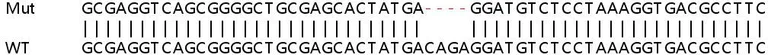 Sanger Sequencing - Human RCHY1 (Pirh2) knockout HeLa cell lysate (AB258171)