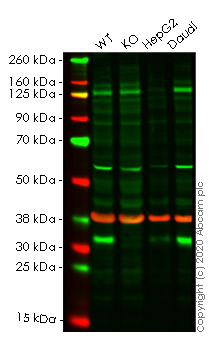 Western blot - Human RCHY1 (Pirh2) knockout HeLa cell lysate (AB258171)