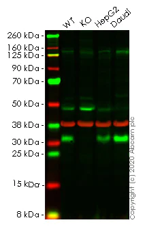 Western blot - Human RCHY1 (Pirh2) knockout HeLa cell lysate (AB258171)
