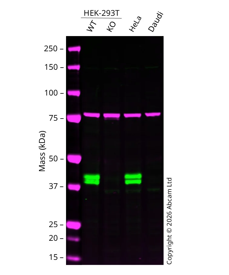 Western blot - Human RCN1 (RCN) knockout HEK-293T cell line (AB266098)
