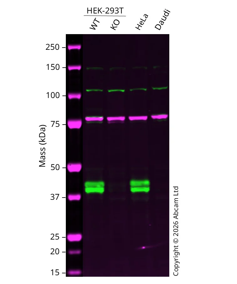 Western blot - Human RCN1 (RCN) knockout HEK-293T cell line (AB266098)