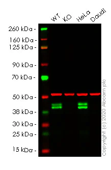 Western blot - Human RCN1 (RCN) knockout HEK-293T cell lysate (AB258172)