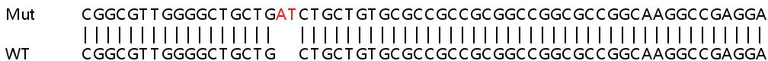 Sanger Sequencing - Human RCN2 knockout HEK-293T cell lysate (AB259081)