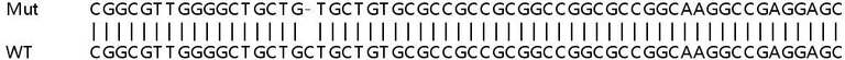 Sanger Sequencing - Human RCN2 knockout HEK-293T cell lysate (AB259081)