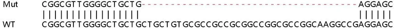 Sanger Sequencing - Human RCN2 knockout HEK-293T cell lysate (AB259081)