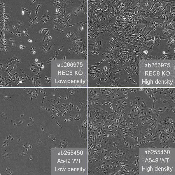 Human REC8 knockout A549 cell line