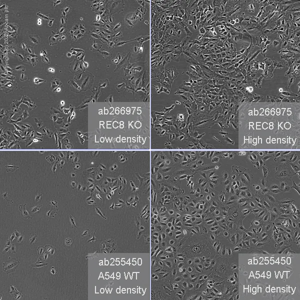 Cell Culture - Human REC8 knockout A549 cell line (AB266975)