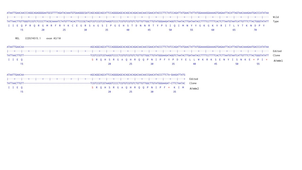 Next Generation Sequencing - Human REL knockout HCT116 cell line (AB286471), expandable thumbnail