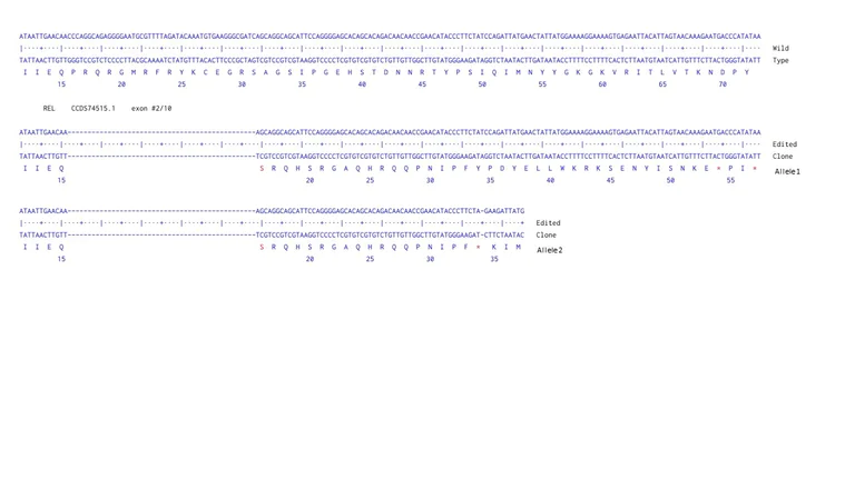 Next Generation Sequencing - Human REL knockout HCT116 cell line (AB286471)