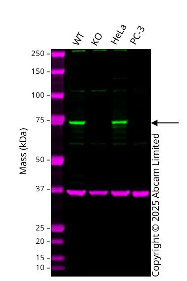 Western blot - Human REL knockout HCT116 cell line (AB286471)