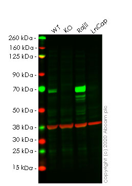 Western blot - Human RELB (Rel B) knockout HeLa cell lysate (AB257635), expandable thumbnail