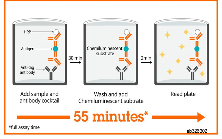 Sandwich ELISA - Human Renin ELISA Kit, Chemiluminescent (AB326302)