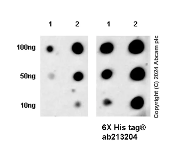 Dot Blot - Anti-Human respiratory syncytial virus A Nucleoprotein antibody [EPR28656-26] - BSA and Azide free (AB316208)