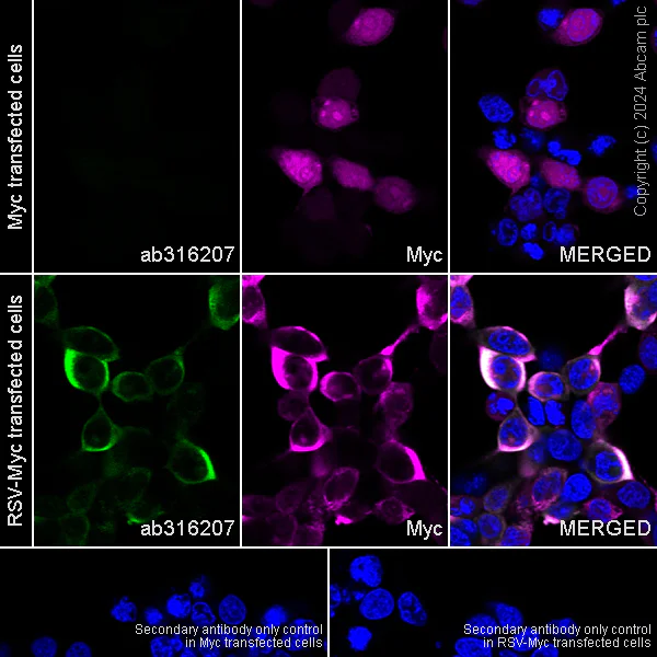 Immunocytochemistry/ Immunofluorescence - Anti-Human respiratory syncytial virus A Nucleoprotein antibody [EPR28656-26] - BSA and Azide free (AB316208)