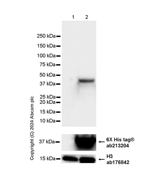 Western blot - Anti-Human respiratory syncytial virus A Nucleoprotein antibody [EPR28656-26] - BSA and Azide free (AB316208)