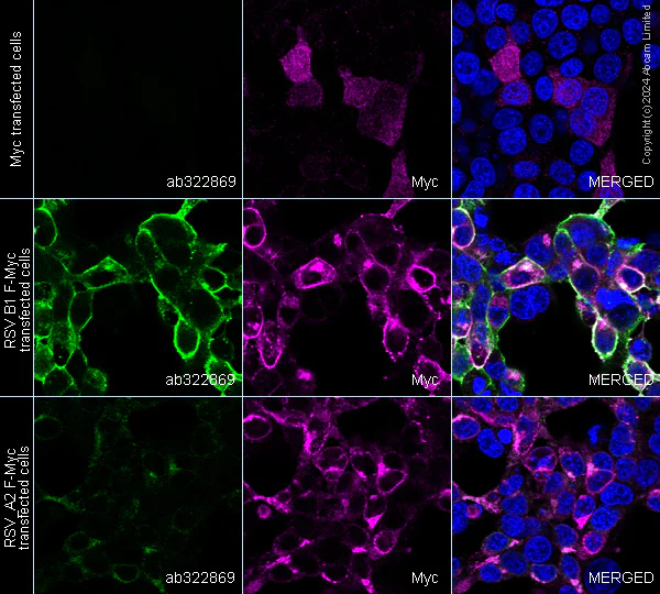 Immunocytochemistry/ Immunofluorescence - Anti-Human respiratory syncytial virus Fusion (F) Glycoprotein antibody [11-3-A3] - BSA & Azide free (AB324814)