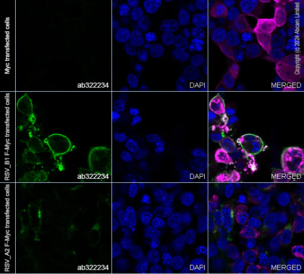 Immunocytochemistry/ Immunofluorescence - Anti-Human respiratory syncytial virus Fusion (F) Glycoprotein antibody [11-6-F9] (AB322234)