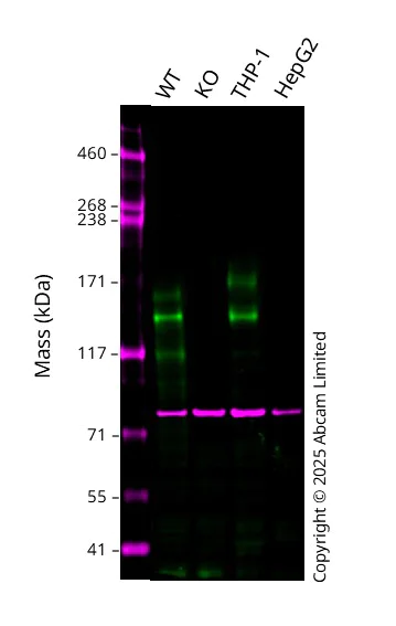 Western blot - Human RET knockout MCF7 cell line (AB286279)