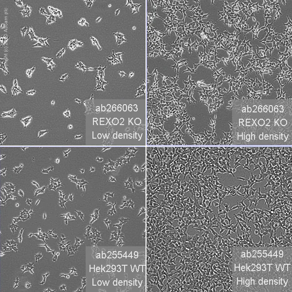 Cell Culture - Human REXO2 knockout HEK-293T cell line (AB266063)