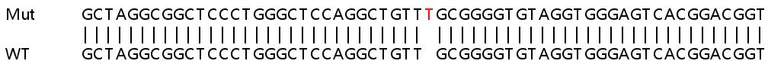 Sanger Sequencing - Human REXO2 knockout HEK-293T cell lysate (AB259083)