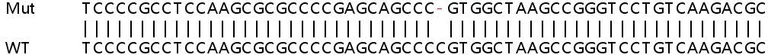 Sanger Sequencing - Human REXO4 knockout HeLa cell line (AB265222)