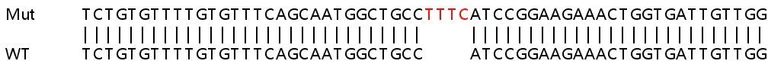 Sanger Sequencing - Human RHOA knockout HEK-293T cell lysate (AB257637)