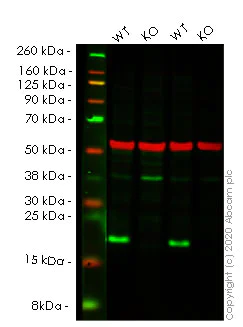 Western blot - Human RHOA knockout HEK-293T cell lysate (AB257637)