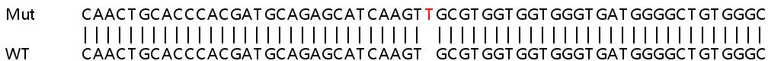 Sanger Sequencing - Human RHOG knockout HEK-293T cell lysate (AB263328)