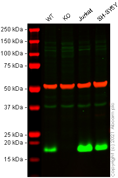 Western blot - Human RHOG knockout HEK-293T cell lysate (AB263328)