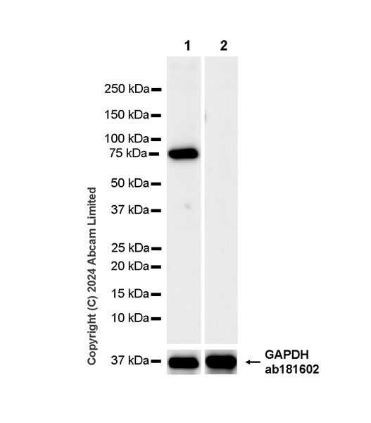 Western blot - Human RHOT1 (MIRO1) knockout HeLa cell line (AB265792), expandable thumbnail