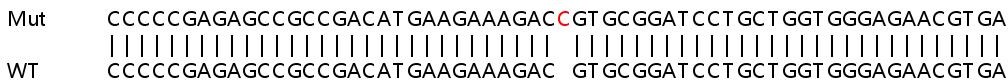 Sanger Sequencing - Human RHOT1 (MIRO1) knockout HeLa cell lysate (AB258635), expandable thumbnail