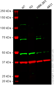 Western blot - Human RHOT1 (MIRO1) knockout HeLa cell lysate (AB258635), expandable thumbnail