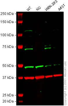 Western blot - Human RHOT1 (MIRO1) knockout HeLa cell lysate (AB258635)