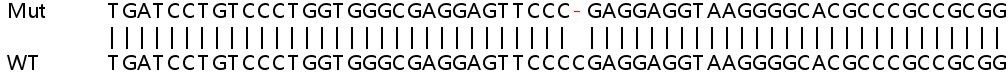 Sanger Sequencing - Human RHOT2 (MIRO2) knockout HeLa cell line (AB265801), expandable thumbnail