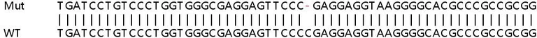 Sanger Sequencing - Human RHOT2 (MIRO2) knockout HeLa cell line (AB265801)