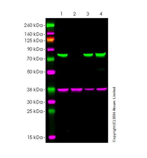 Western blot - Human RHOT2 (MIRO2) knockout HeLa cell lysate (AB257639), expandable thumbnail