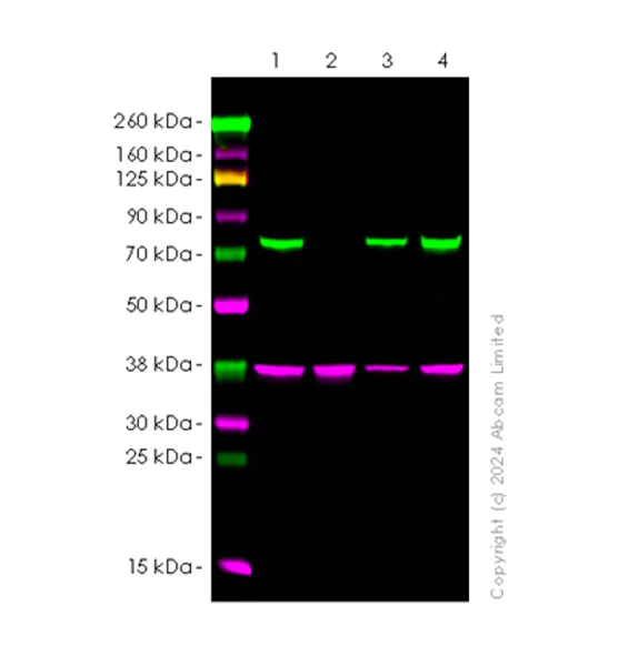 Western blot - Human RHOT2 (MIRO2) knockout HeLa cell lysate (AB257639)
