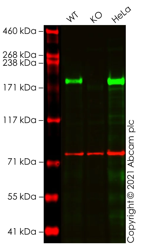 Western blot - Human RICTOR knockout A549 cell line (AB277866)