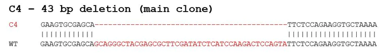Sanger Sequencing - Human RICTOR knockout A549 cell lysate (AB288315)