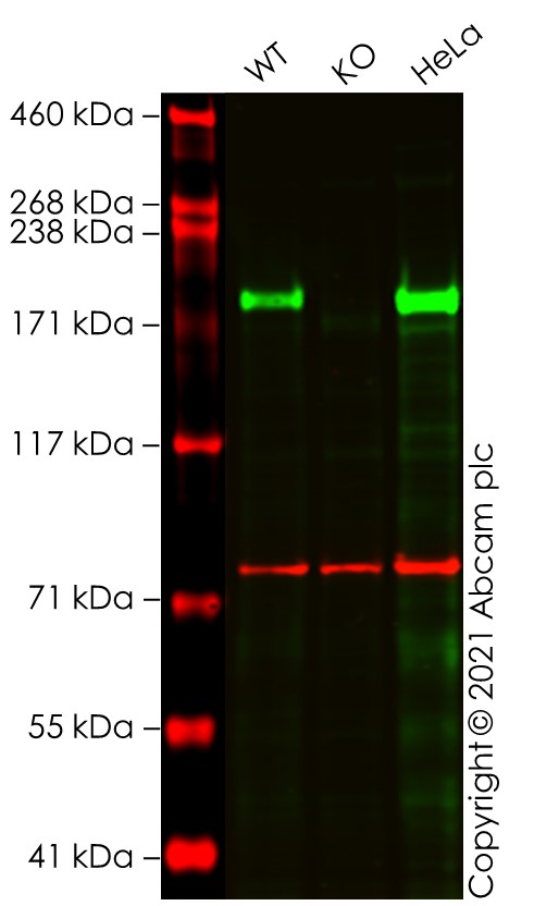 Western blot - Human RICTOR knockout A549 cell lysate (AB288315)