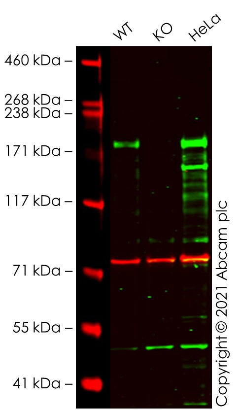 Western blot - Human RICTOR knockout A549 cell lysate (AB288315)