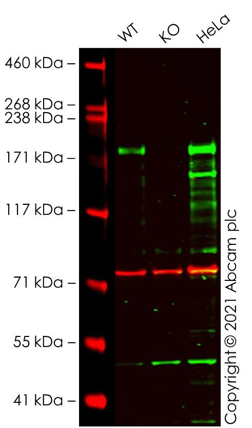 Western blot - Human RICTOR knockout A549 cell lysate (AB288315)