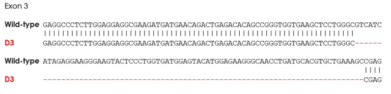 Sanger Sequencing - Human RIPK1 knockout THP-1 cell line (AB276121)