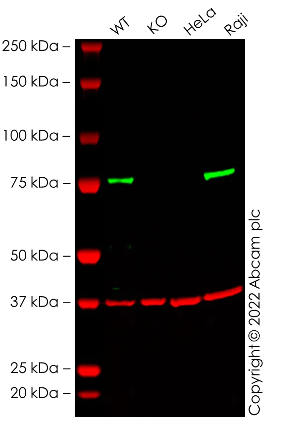 Western blot - Human RIPK1 knockout THP-1 cell line (AB276121)