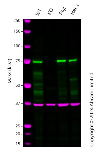 Western blot - Human RIPK1 knockout THP-1 cell line (AB276121)