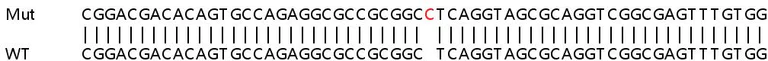 Sanger Sequencing - Human RIPK2 (RIP2) knockout HeLa cell line (AB264688)