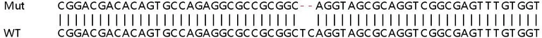 Sanger Sequencing - Human RIPK2 (RIP2) knockout HeLa cell line (AB264688)