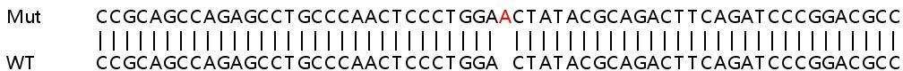 Sanger Sequencing - Human RMDN3 (PTPIP51) knockout HeLa cell line (AB265688), expandable thumbnail