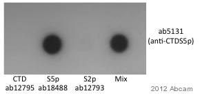 Dot Blot - Human RNA polymerase II CTD repeat YSPTSPS (phospho S5) peptide (AB18488)