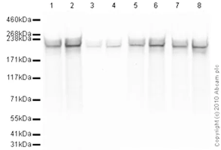 Western blot - Human RNA polymerase II CTD repeat YSPTSPS (phospho S5) peptide (AB18488)